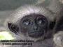 Gibbon Conservation Center profile picture