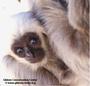 Gibbon Conservation Center profile picture