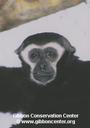 Gibbon Conservation Center profile picture