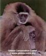 Gibbon Conservation Center profile picture