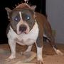 Pitbull King of the South profile picture