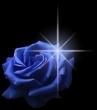 bluestarrose