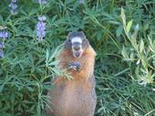 The Marmot Band profile picture