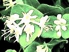 Honeysuckle Breeze profile picture