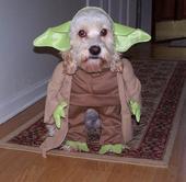 Yoda'sMyDog profile picture