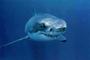 Great White Shark profile picture