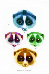 The Slow Loris profile picture