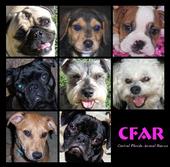 Central Florida Animal Rescue profile picture