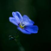 Blue Flower profile picture