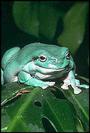 Amphibians profile picture