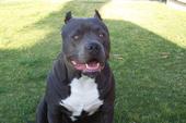 VICTOR, MIDIS THE PITBULLS profile picture