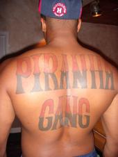 PIRANHA GANG profile picture