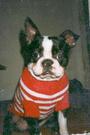 Boston Terriers United profile picture