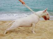 "DEVIL'S TRAIN" Bull Terriers profile picture