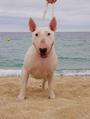 "DEVIL'S TRAIN" Bull Terriers profile picture