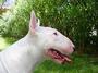 "DEVIL'S TRAIN" Bull Terriers profile picture