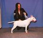 "DEVIL'S TRAIN" Bull Terriers profile picture