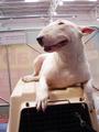 "DEVIL'S TRAIN" Bull Terriers profile picture