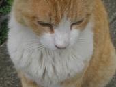 gato marron profile picture