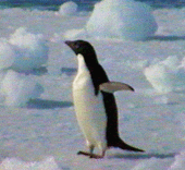 penguin profile picture