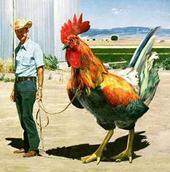 Rooster Police profile picture