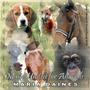 Music United For Animals profile picture