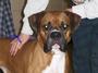 Wiggle Buttz Boxer Rescue profile picture