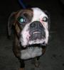 Wiggle Buttz Boxer Rescue profile picture