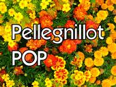 Pellegnillot profile picture