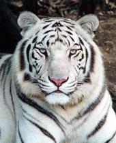 Dawhitetiger profile picture