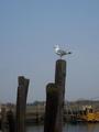 Jersey Shorebird profile picture