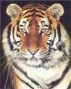 tigerwht