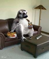 lounginglemur