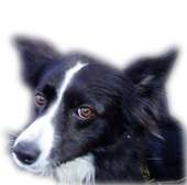 molliethecolliedoggie