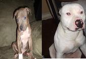 my sons,my babies..sMoKiE...bIzZ... profile picture