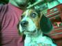 Reagal Beagle, Zen's Faithful Squire profile picture