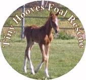 Tiny Hooves Foal Rescue profile picture