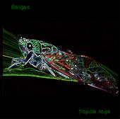 Mangaio - Tropical Noise profile picture