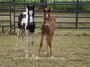 Tiny Hooves Foal Rescue profile picture