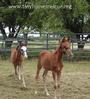 Tiny Hooves Foal Rescue profile picture