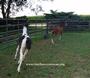 Tiny Hooves Foal Rescue profile picture