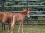 Tiny Hooves Foal Rescue profile picture