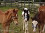 Tiny Hooves Foal Rescue profile picture