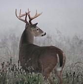 Arkansas Whitetails profile picture