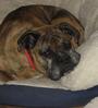 MN Boxer Rescue profile picture