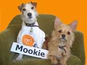 Mookie & Sam profile picture