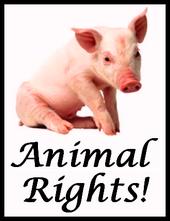 Animal Rights. profile picture