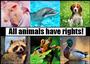 Animal Rights. profile picture