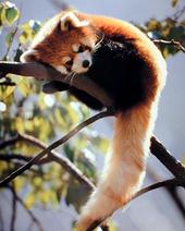 Red Panda profile picture