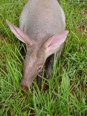 Aardvark profile picture